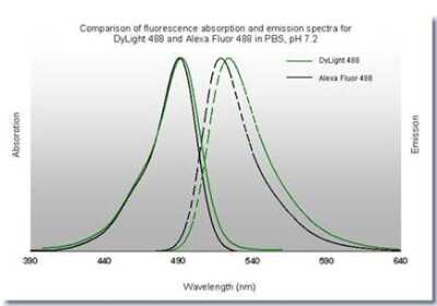Fluorophore-linked immunosorbent assay: Goat anti-Mouse IgG Fc Secondary Antibody [DyLight 488] [NBP1-72872] - Comparison of fluorescence absorption and emission spectra for Dylight 488(TM) and Alexa Fluor 488 (TM) in PBS, pH 7.2.